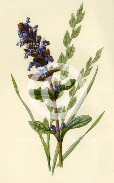 'Bugle & Tall Fescue Grass', 1877. Creator: Frederick Edward Hulme.