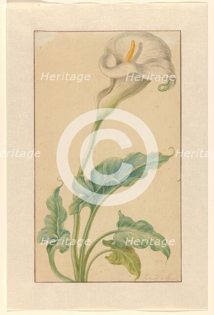 White arum, 1665-1669. Creator: Elias Van Den Broeck.
