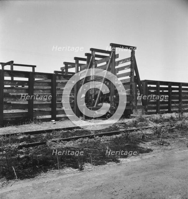 Cattle chute and part of corral, Fresno County on U.S. 99, 1939. Creator: Dorothea Lange.