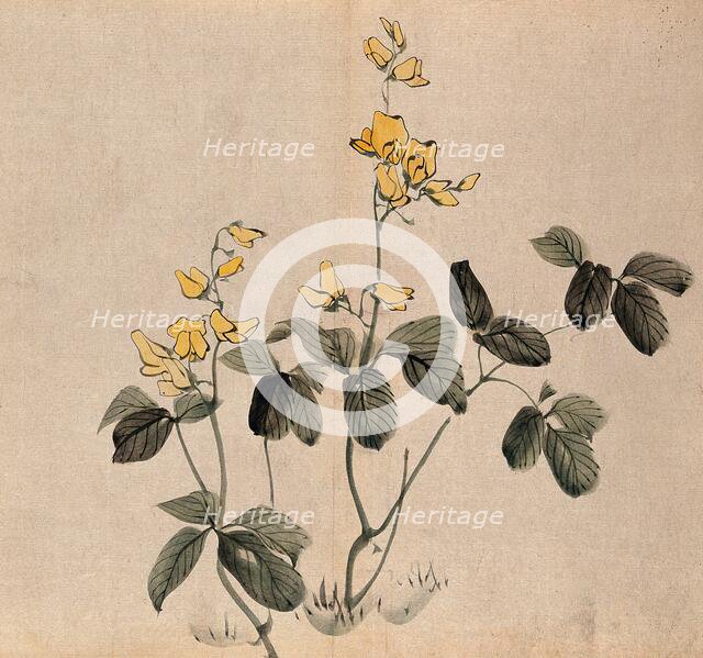 A leguminous plant: two stems with yellow flowers. Creator: Unknown.
