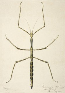 Stick insect, c1820. Creator: Unknown.