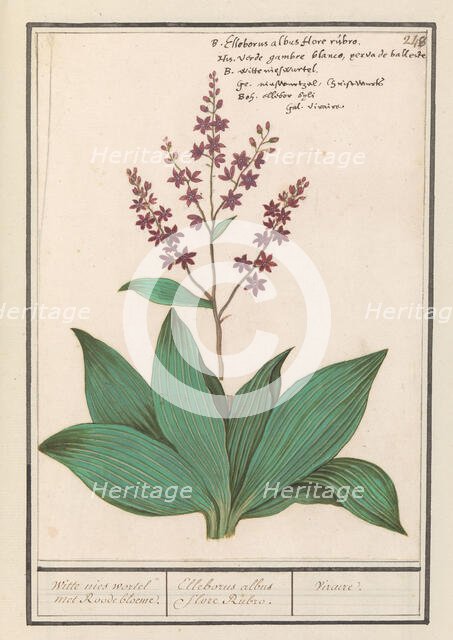 Black hellebore (Veratrum nigrum), 1596-1610. Creators: Anselmus de Boodt, Elias Verhulst.