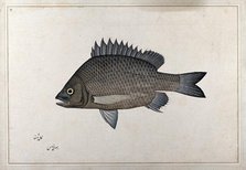 Fish, 1777-1783. Creator: Bhawani Das.