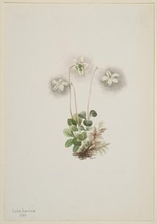 Wood-Nymph (Moneses uniflora), 1902. Creator: Mary Vaux Walcott.