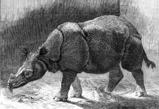 The new Rhinoceros in the Gardens of the Zoological Society, 1874. Creator: Unknown.