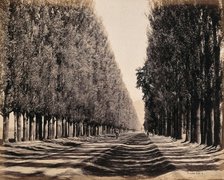Srinagar, Kashmir: a dense poplar avenue, between 1800 and 1899. Creator: Samuel Bourne.