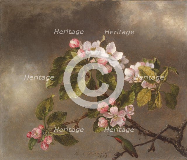 Hummingbird and Apple Blossoms, 1875. Creator: Martin Johnson Heade.