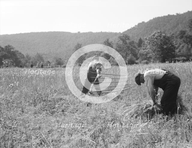 Men cradling wheat in eastern Virginia near Sperryville, 1936. Creator: Dorothea Lange.