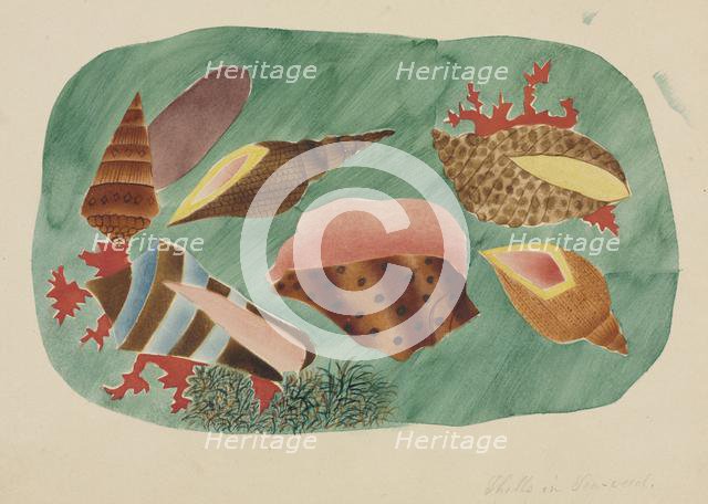 Shells in Seaweed. Creator: Mary Altha Nims (American, 1817-1907).