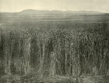 'Wheat Field, Canning Downs, Queensland', 1901. Creator: Unknown.