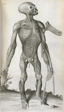 An anatomical drawing, 1699.  Creator: Michael Vandergucht.