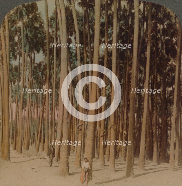 'Toddy palms 100 ft. tall, Pagan, Burma', 1907. Artists: Elmer Underwood, Bert Elias Underwood.