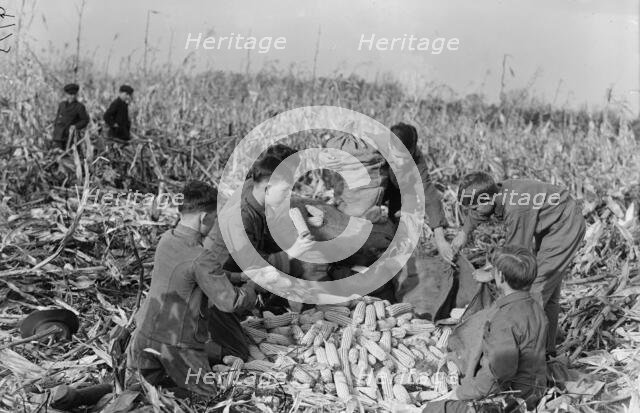 Boy Scouts, Boy Scout Farm, 1917. Creator: Harris & Ewing.