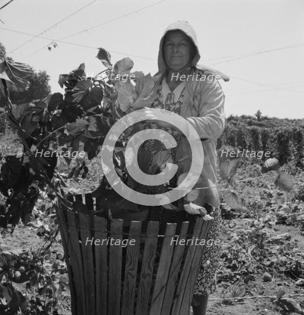 Possibly: Migratory field workers in hop field, near Independence, Oregon, 1939. Creator: Dorothea Lange.