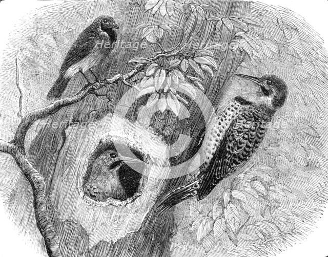 Recent additions to the Zoological Society’s Collection, Regent’s Park, 1864. Creator: Pearson.