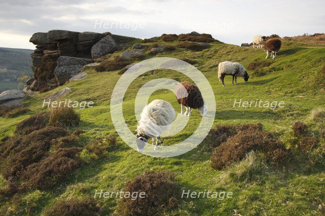 Sheep grazing, Curbar Edge, Derbyshire, 2009. 