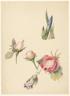 Study sheet with three roses and an iris, 1824-1900. Creator: Albertus Steenbergen.