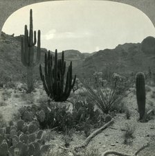 'Typical Cacti of Southern Arizona Desert, Pima County', c1930s. Creator: Unknown.
