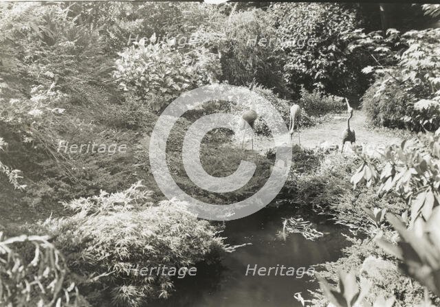 Unidentified garden, between 1920 and 1930. Creator: Frances Benjamin Johnston.