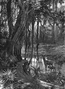 Florida Everglades, USA, c1885. Artist: Unknown