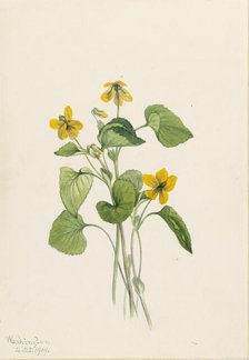Smooth Yellow Violet (Viola eriocarpa), 1919. Creator: Mary Vaux Walcott.