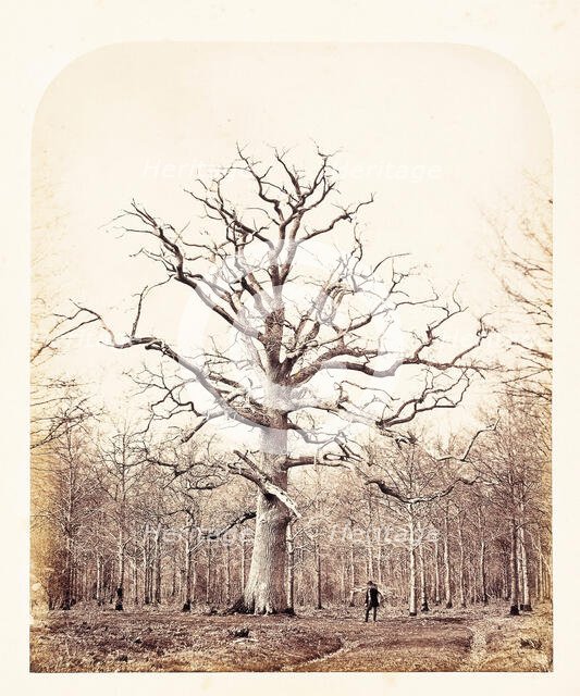 Queen Anne's Oak, 1864. Creator: James Sinclair, Earl of Caithness.