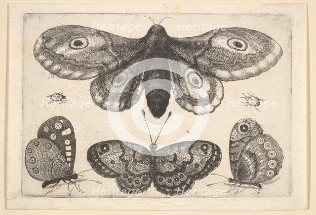 A moth, three butterflies and two beetles, 1646. Creator: Wenceslaus Hollar.
