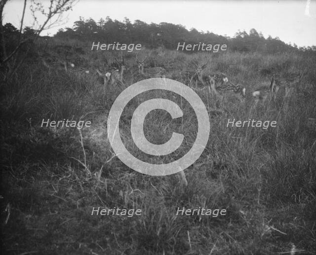Travel views of Japan and Korea, 1908. Creator: Arnold Genthe.