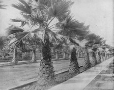 'A Palm Avenue in Los Angeles, Cal.', c1897. Creator: Unknown.