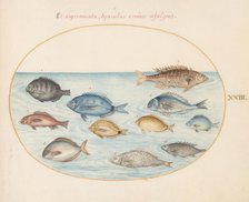 Animalia Aqvatilia et Cochiliata (Aqva): Plate XXIII, c. 1575/1580. Creator: Joris Hoefnagel.