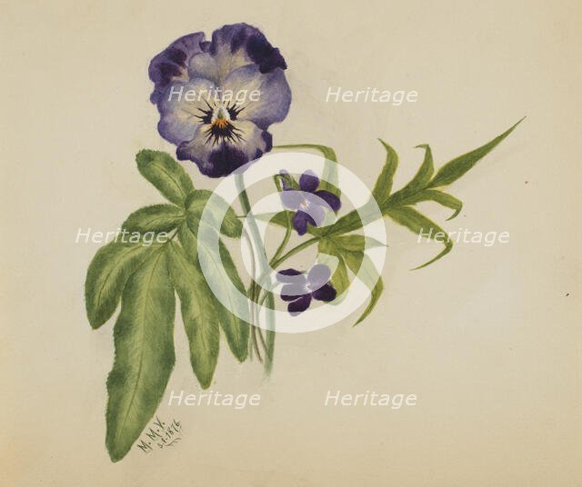 Untitled (Pansy), 1876. Creator: Mary Vaux Walcott.