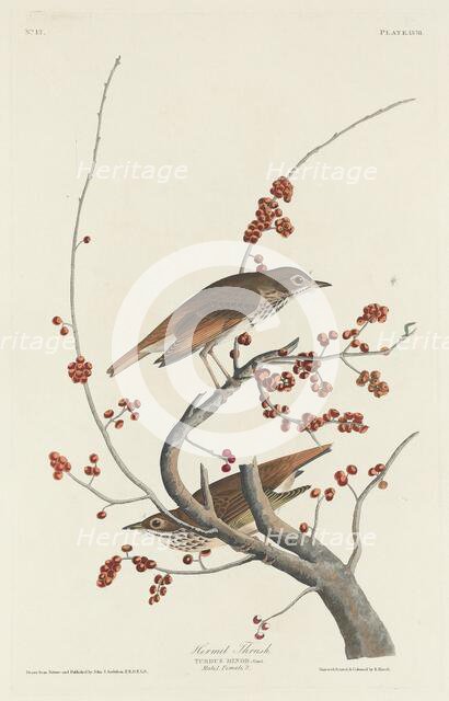 Hermit Thrush, 1829. Creator: Robert Havell.