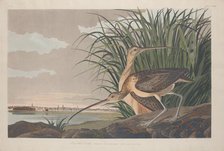 Long-billed Curlew, 1834. Creator: Robert Havell.