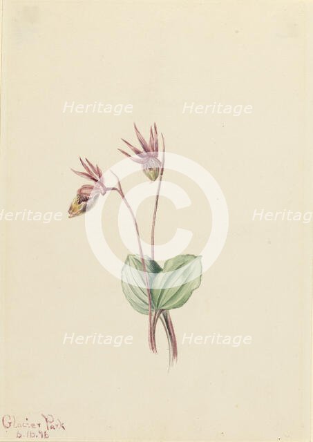 Calypso (Cytherea bulbosa), 1916. Creator: Mary Vaux Walcott.