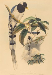 Urocissa cucullata, probably 1850/1883. Creators: John Gould, Henry Constantine Richter.