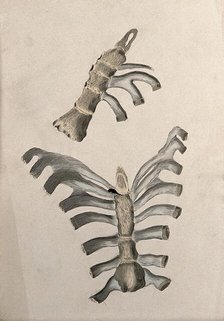 Ribs and sternum: two figures, 1830-1835. Creator: Unknown.
