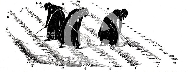 Crop rotation: women thinning turnips, 1855. Artist: Unknown