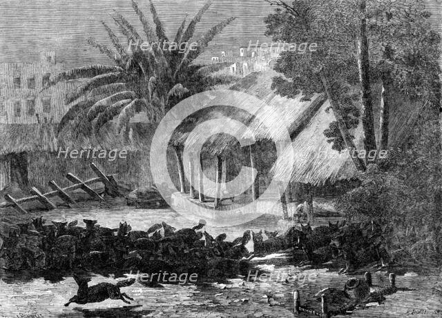 A stampede of jackals through the environs of Calcutta, 1864. Creator: Mason Jackson.