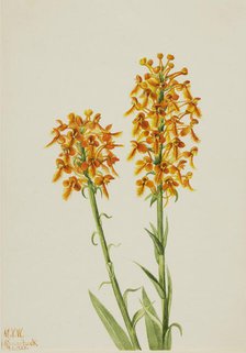 Yellow Fringe Orchid (Habenaria ciliaris), 1926. Creator: Mary Vaux Walcott.