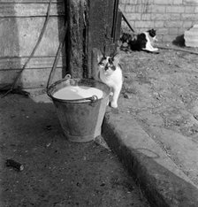 A cat with a milky tongue beside a pail of milk, Hertfordshire, 1950s-1960s.  Artist: John Gay.