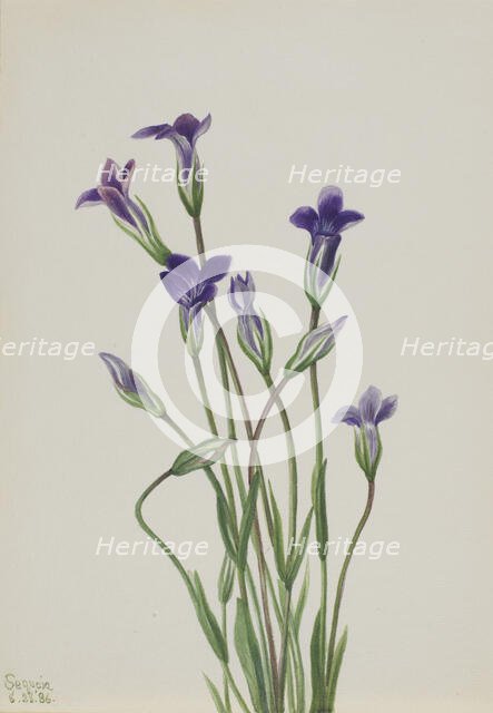 Gentian (Gentiana holopetala), 1936. Creator: Mary Vaux Walcott.