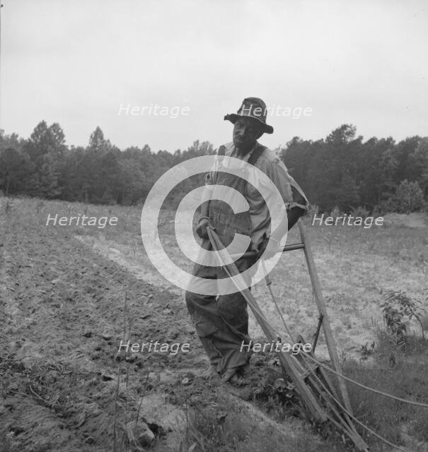 Negro plowing corn, on dirt road from Highway 144, Person County, North Carolina, 1939. Creator: Dorothea Lange.