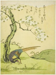 Cherry Tree and Pheasant, Japan, 1765. Creator: Komatsuya Hyakki.