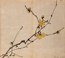 A flowering shrub: branch with yellow flowers on old wood. Creator: Unknown.