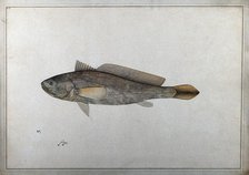 Fish, 1777-1783. Creator: Bhawani Das.