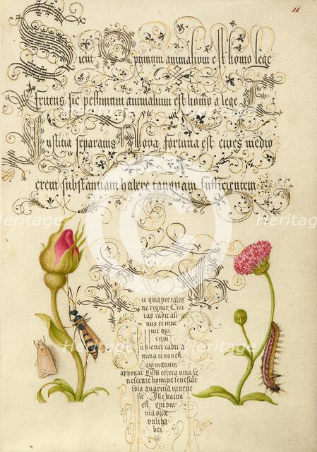 Wainscot, French Rose, Wasplike Insect, English Daisy, and Caterpillar, 1561-2; illumination 1591-6. Creator: Joris Hoefnagel.