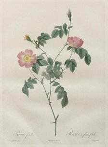 Les Roses: Rosa indica, 1817-1824. Creator: Henry Joseph Redouté (French, 1766-1853).