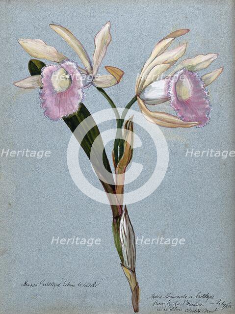 An orchid hybrid (Brassavola x Cattleya "Edwin Wheeler"): flowering stem, 1908. Creator: Unknown.