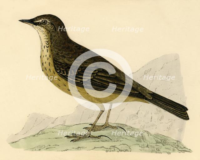 'Rock Pipit', late 19th century. Creator: Unknown.