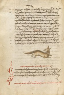 A Fox, 1510-1520. Creator: Unknown.